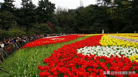 重慶看花去哪裏好耍——多維度的游賞推薦